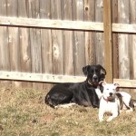 Jada enjoys the sun and her foster sister's company